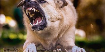 Preocupa sucesión de ataques en la vía pública de perros de razas consideradas peligrosas