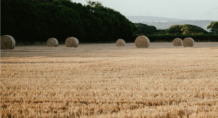 En 2024 el precio de la hectárea llegó a su precio máximo en los últimos 25 años