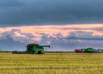 Cosecha de arroz avanza a pesar de las precipitaciones