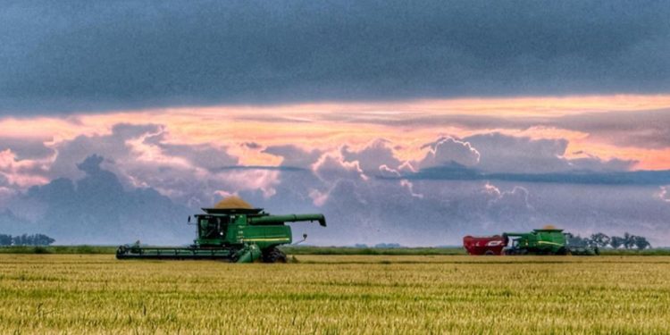 Cosecha de arroz avanza a pesar de las precipitaciones
