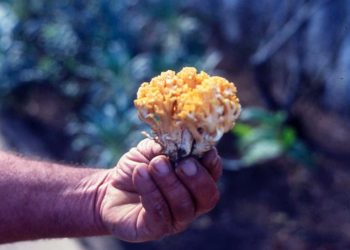 Advierten sobre la presencia del “hongo del Eucaliptus”, altamente tóxico para el ganado