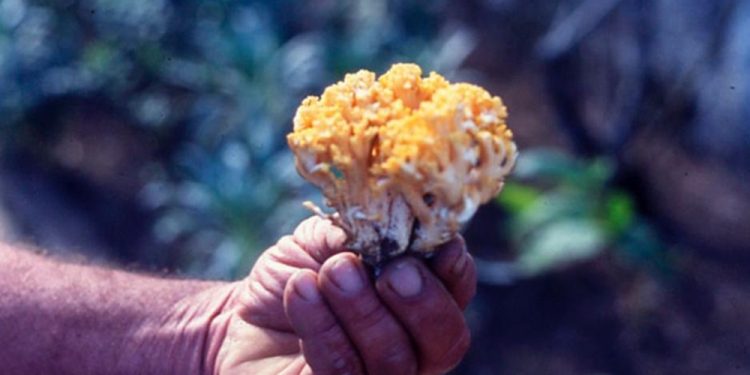 Advierten sobre la presencia del “hongo del Eucaliptus”, altamente tóxico para el ganado