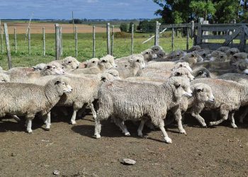 Brasil es una buena oportunidad de negocio para los productores ovinos locales