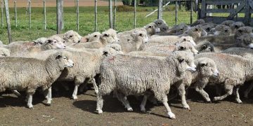 Brasil es una buena oportunidad de negocio para los productores ovinos locales