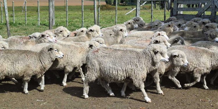 Brasil es una buena oportunidad de negocio para los productores ovinos locales