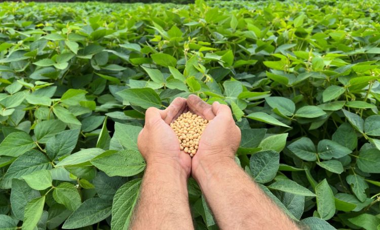 Inase es una garantía en la exportación de semillas a los mercados más exigentes