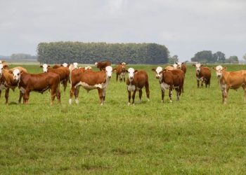 Al Poder Judicial: “exigimos el respeto del derecho de propiedad sobre nuestros ganados”