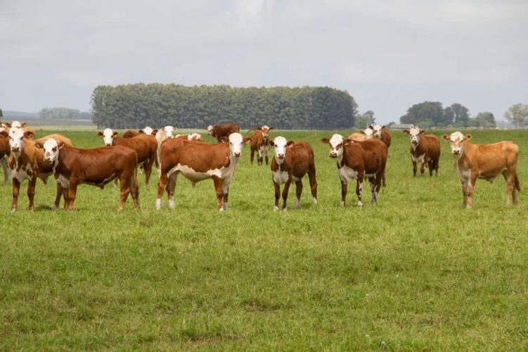 Al Poder Judicial: “exigimos el respeto del derecho de propiedad sobre nuestros ganados”