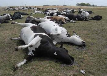 Obra y liquidación de Conexión Ganadera