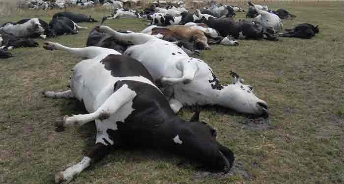 Obra y liquidación de Conexión Ganadera