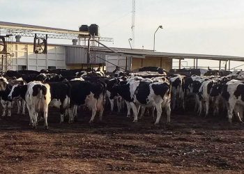 Situación económica de los tambos