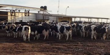 Situación económica de los tambos