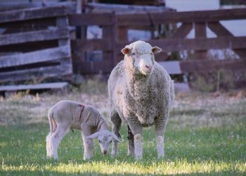 Uruguay tiene las herramientas políticas para impulsar al sector ovino y evitar su desaparición