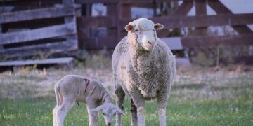 Uruguay tiene las herramientas políticas para impulsar al sector ovino y evitar su desaparición