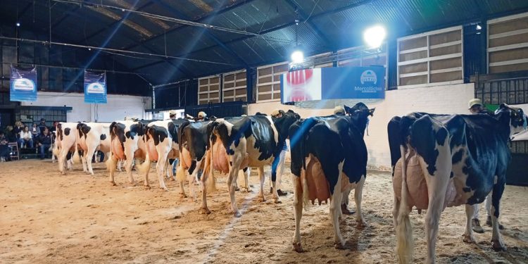 Holando, Jersey y Normando brillaron en la segunda edición de Mercoláctea