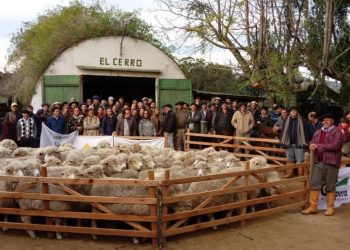 Este jueves y viernes será la gira binacional Corriedale Cerro Largo-Bagé