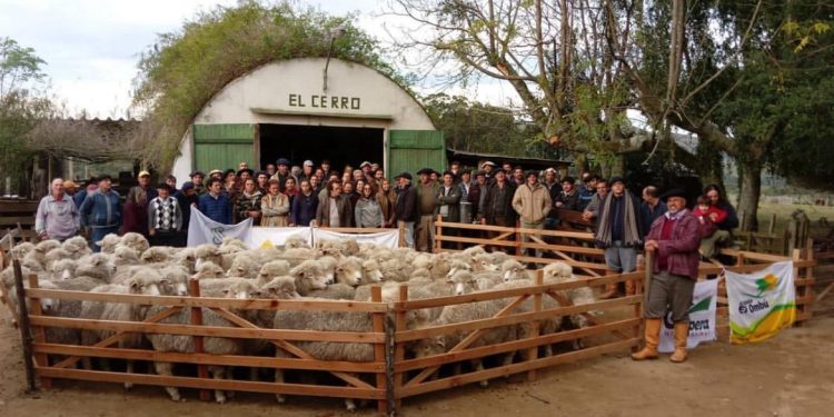 Este jueves y viernes será la gira binacional Corriedale Cerro Largo-Bagé