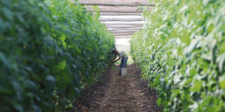Bajo nivel de cobertura de seguros en el sector granjero