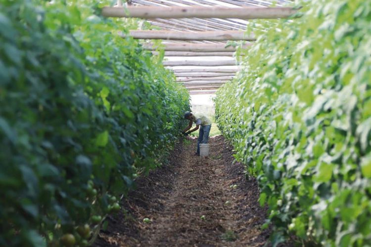 Bajo nivel de cobertura de seguros en el sector granjero