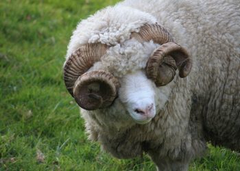 Volvió a operar el mercado internacional de lanas con ajuste a la baja