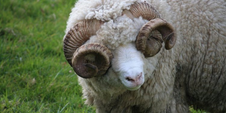 Volvió a operar el mercado internacional de lanas con ajuste a la baja