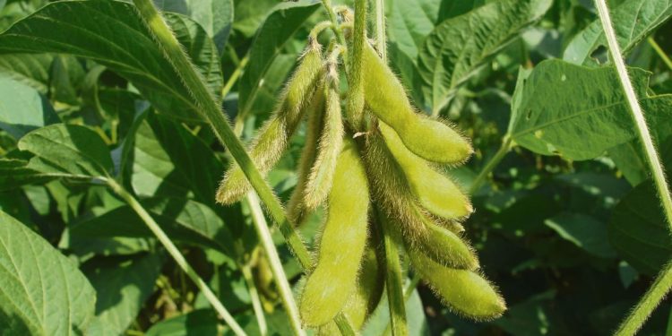 El rendimiento de la soja es excepcional e histórico, dijo el presidente de Copagran