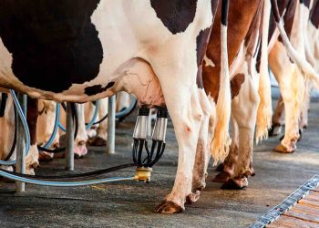 Buen momento para la leche en polvo, es recomendable “ahorrar” porque “el escenario puede cambiar”