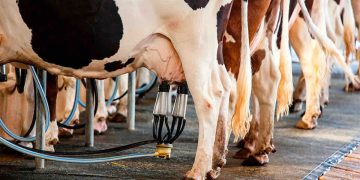 Buen momento para la leche en polvo, es recomendable “ahorrar” porque “el escenario puede cambiar”