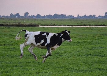 La Corrida ya llegó a Berrutti, ¿y sigue?