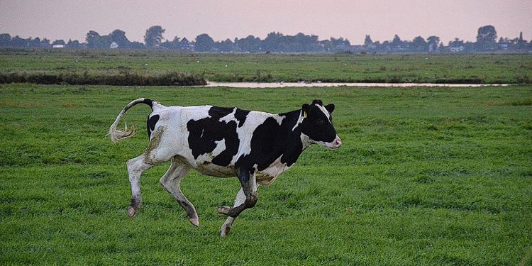 La Corrida ya llegó a Berrutti, ¿y sigue?