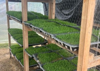 En San José estudian la hidroponía forrajera como alternativa para pequeños productores