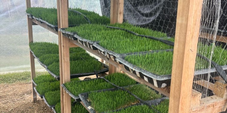 En San José estudian la hidroponía forrajera como alternativa para pequeños productores