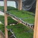 En San José estudian la hidroponía forrajera como alternativa para pequeños productores