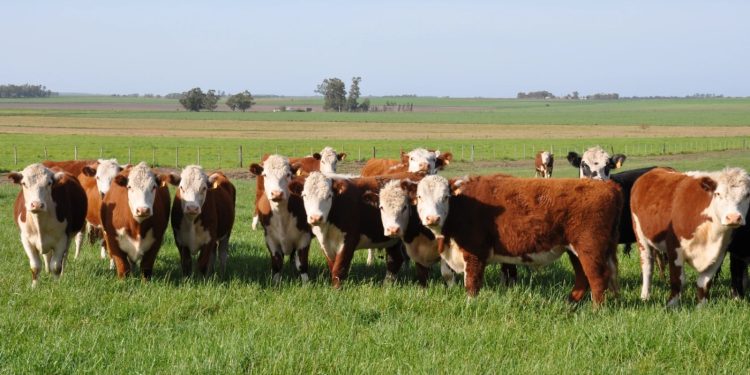 Conexión Ganadera y la deuda externa