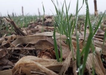 Las lluvias retrasan las siembras y pueden generar problemas de implantación