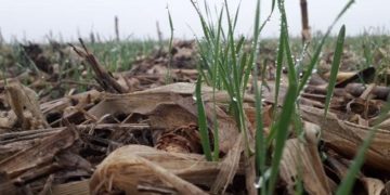 Las lluvias retrasan las siembras y pueden generar problemas de implantación