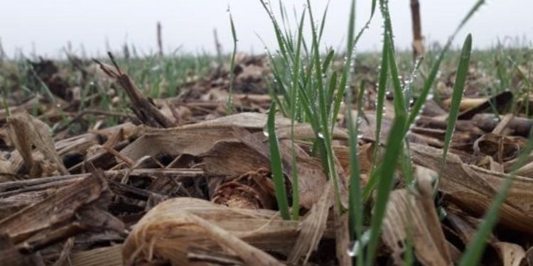 Las lluvias retrasan las siembras y pueden generar problemas de implantación