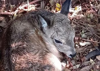 Nació el primer venado de campo en Uruguay por reproducción asistida