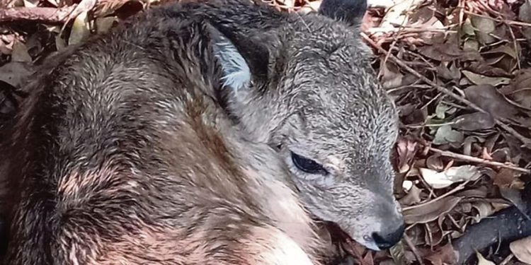 Nació el primer venado de campo en Uruguay por reproducción asistida