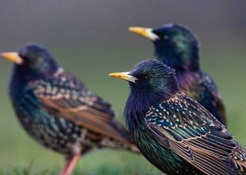 Piden que el estornino pinto sea declarado plaga nacional