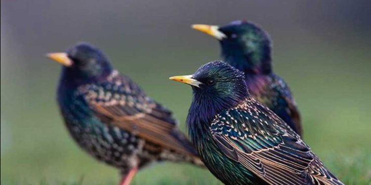 Piden que el estornino pinto sea declarado plaga nacional