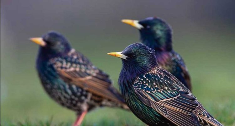 Piden que el estornino pinto sea declarado plaga nacional