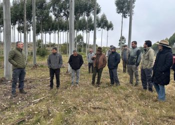 José Dutra: “Un sistema silvopastoril sostenible para potenciar la ganadería”
