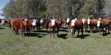 Los vacunos ingresan al invierno con buen estado corporal y disponibilidad de alimentos