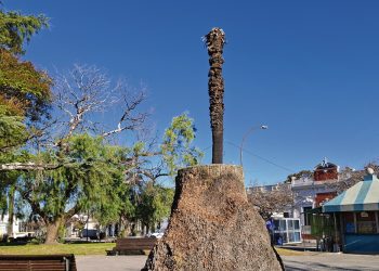 Gobierno apuesta a un plan interinstitucional para combatir al picudo rojo