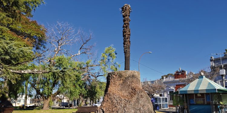 Gobierno apuesta a un plan interinstitucional para combatir al picudo rojo
