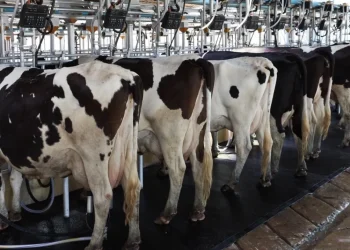La lechería es un buen negocio, pero hay que dar solución a los problemas estructurales que la aquejan