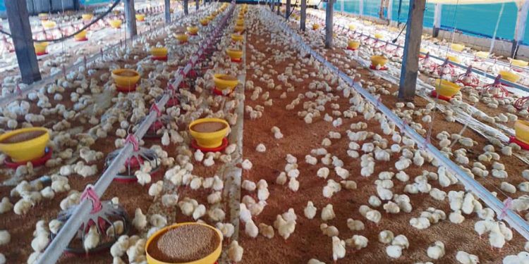 Producción avícola: “La evolución ha sido importante y positiva”