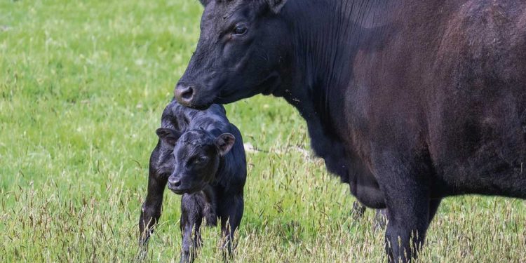 Con buenos manejos del ganado, los productores pequeños logran mayor preñez que los grandes