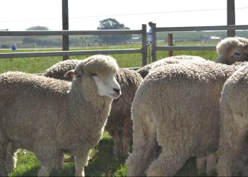 Federación Rural presentó diez “medidas de shock” para el rubro ovino